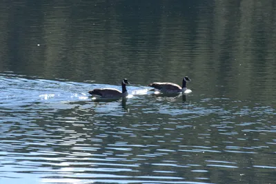 DSC_1150 (Large).JPG